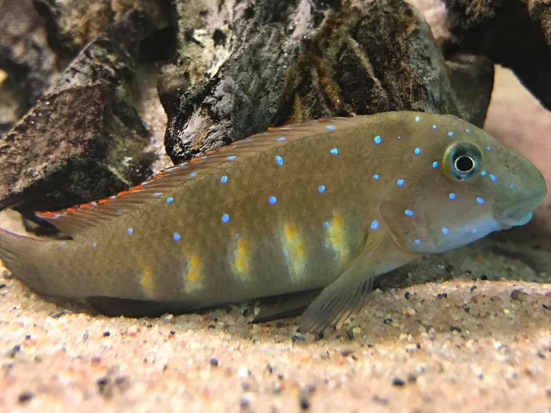 Eretmodus cyanostictus 'Moba'